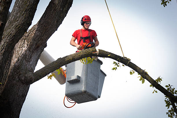 How Our Tree Care Process Works  in  Old Mystic, CT